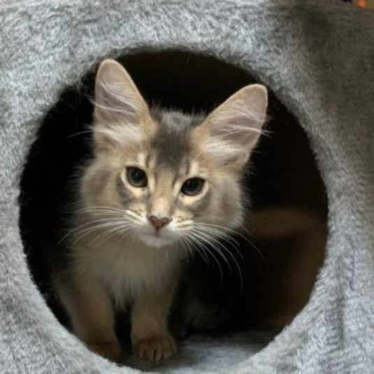 くぅちゃん（トイ・プードル）