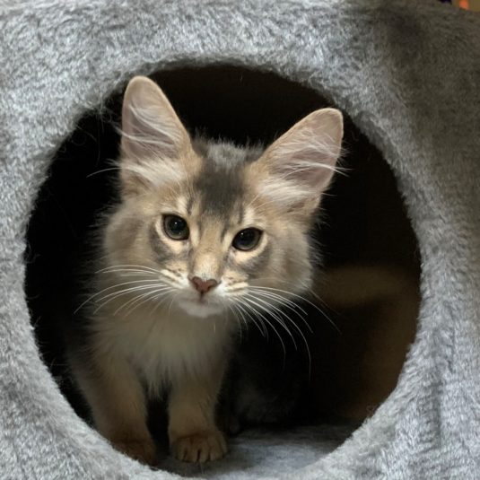 瑛冬(あきと)ちゃん　（ソマリ）