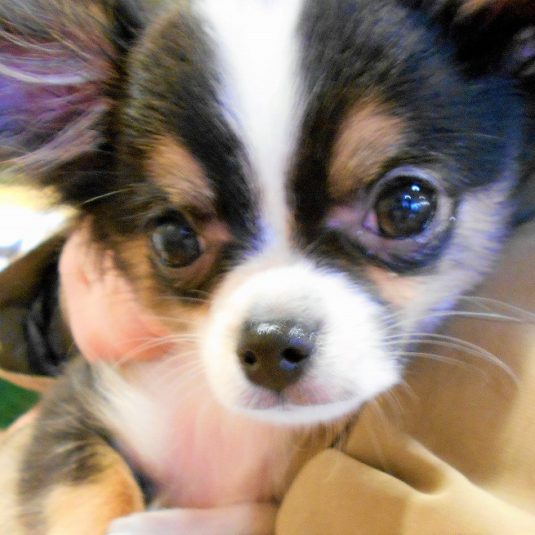 アリスちゃん(チワワ)