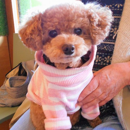 つくねちゃん(トイ・プードル)