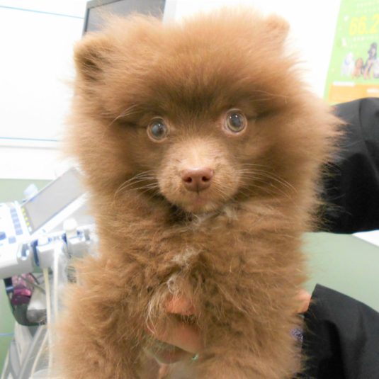翔太ちゃん（ポメラニアン）