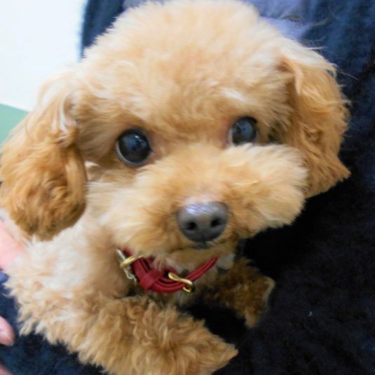 メルちゃん（トイ・プードル）