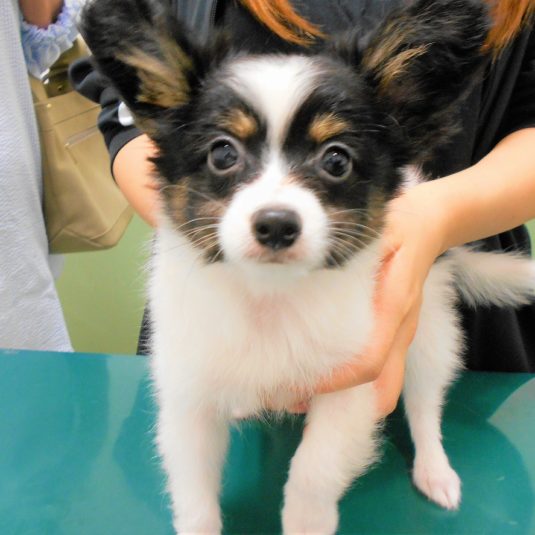 そらちゃん(パピヨン)