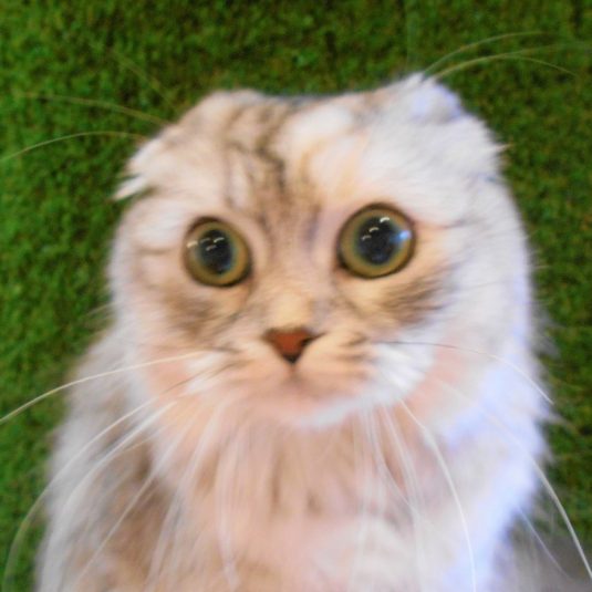 ルネちゃん（スコティッシュ・フォールド）