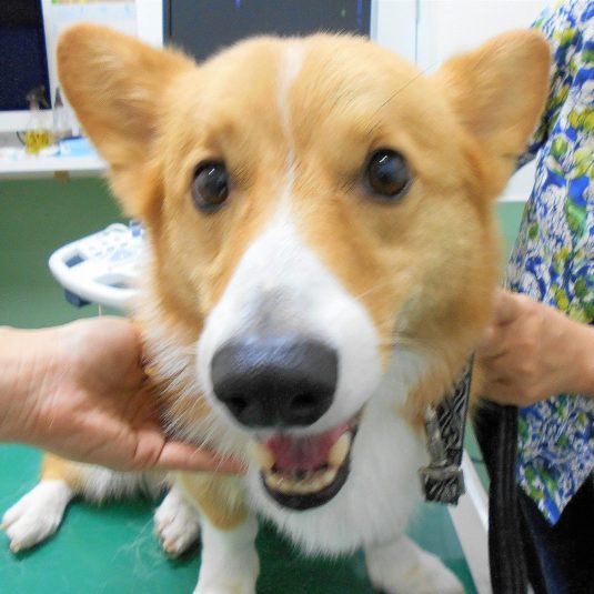 なちちゃん(ウェルシュ・コーギー・ペンブローク)