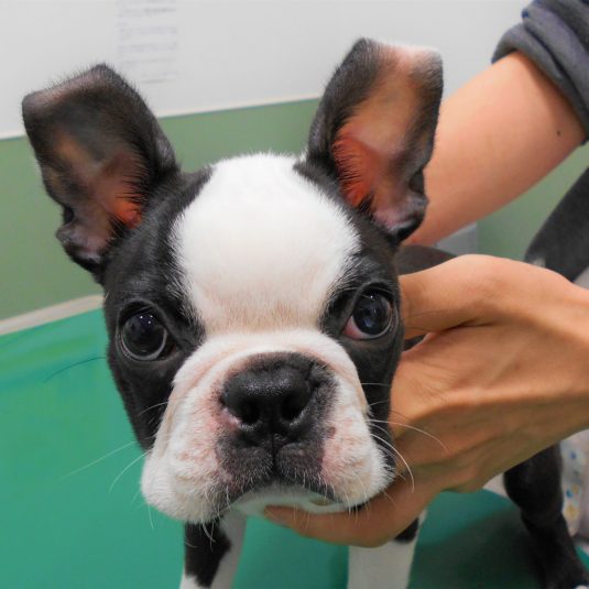 ROYちゃん（ボストン・テリア）