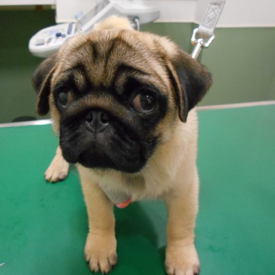てんちゃん(パグ)