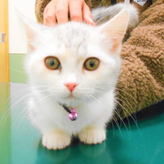 ロアンちゃん（マンチカン）