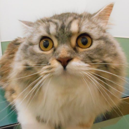 ゆずちゃん(マンチカン)