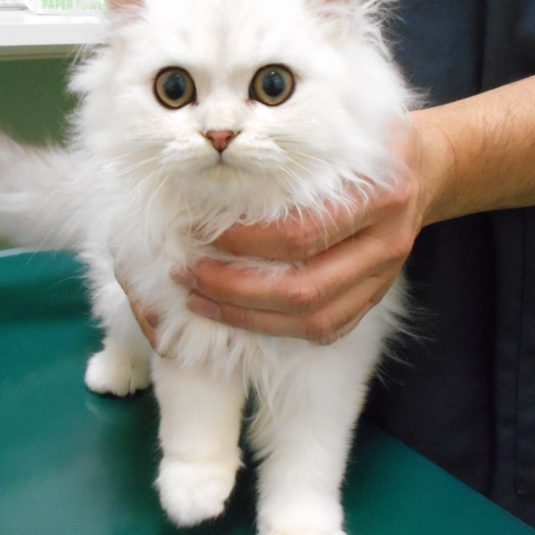 福ちゃん（ペルシャ）