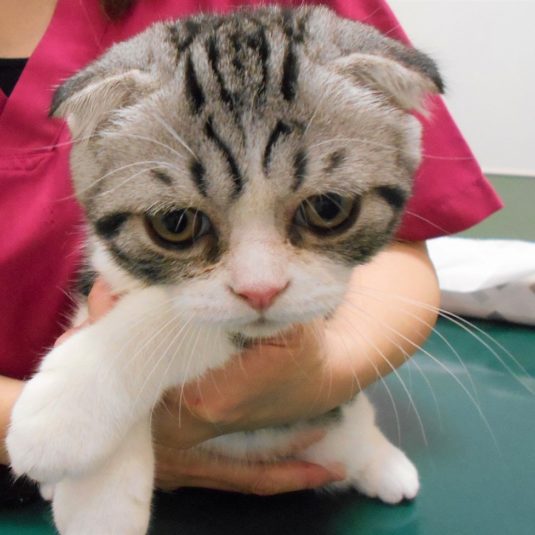 八雲ちゃん(スコティッシュ・フォールド)