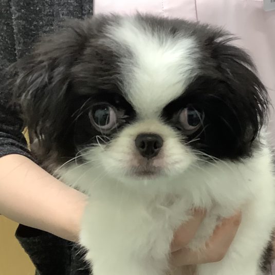 ミックちゃん（狆）