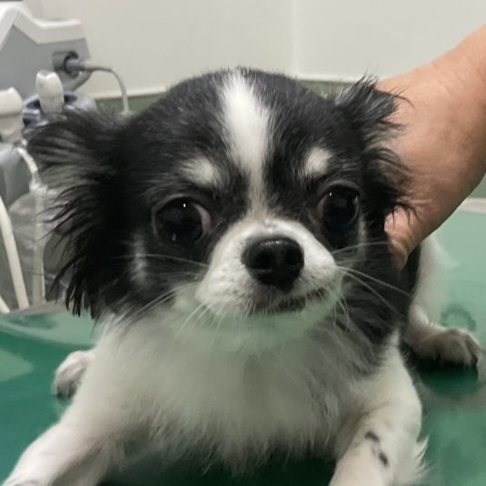 さくらちゃん(チワワ)