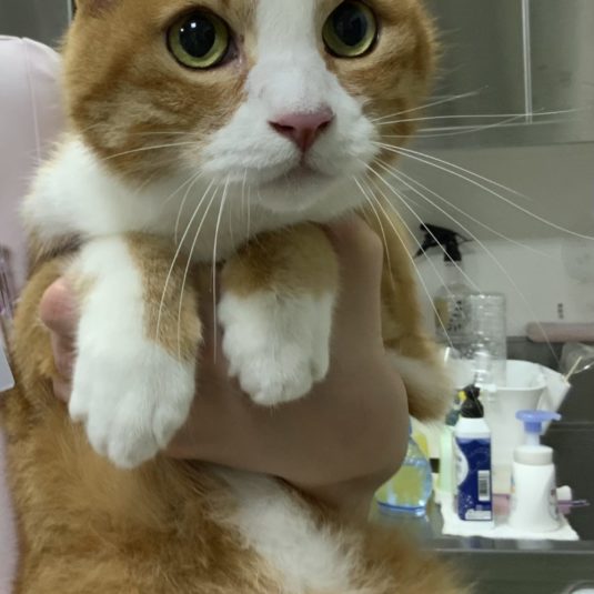 コトラちゃん（MIX）