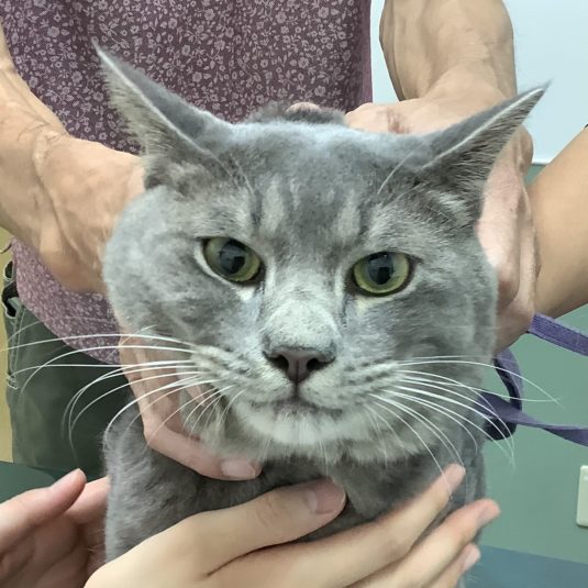 ベリーちゃん(MIX)