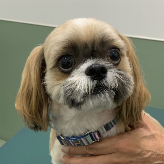 元気ちゃん（シー・ズー）