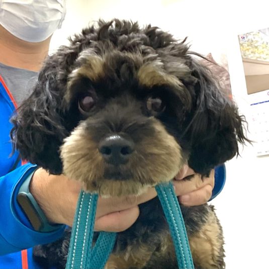 たつきちゃん（MIX）