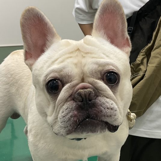 むうちゃん（フレンチ・ブルドッグ）