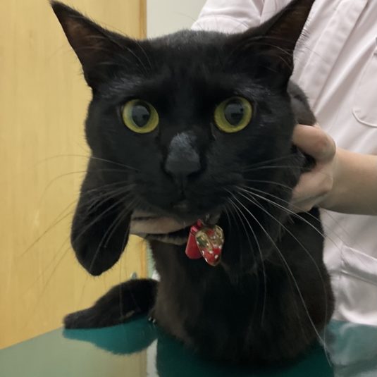 ペティちゃん（MIX）