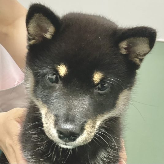 ふくちゃん（柴犬）