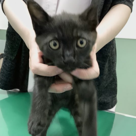 マニュちゃん（MIX）