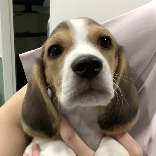 ロイちゃん（ビーグル）