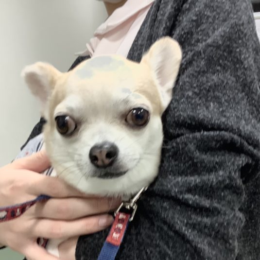 ニモちゃん（チワワ）