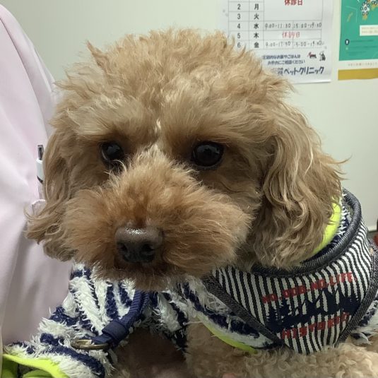 RAMPAちゃん（トイ・プードル）